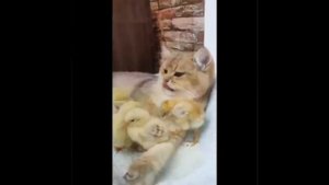 Видео от МЯУтаверс – как метавселенная, но с котами