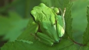 Песня царевны-квакши дальневосточной 2025 г / Song of the Far Eastern tree frog princess