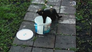 Нюся хулиганка, ворует рыбу!