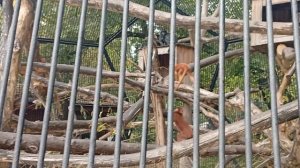 1000005476.mp4 зоопарк