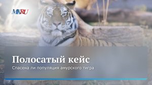 Зоолог сообщил, сколько самка амурского тигра может выкормить тигрят