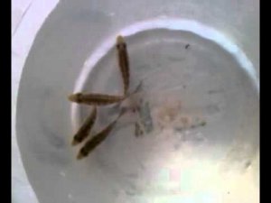 Цихлиды (новые жители) - Манагуанская цихлазома