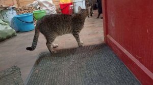 Все маленькие.🐱😼🐱🏡