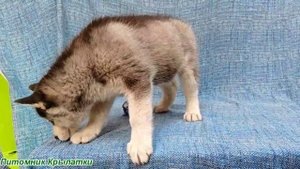 Предлагаем черно-белого мальчика щенка хаски, голубоглазого, родился 22 июля 2025 года