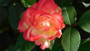 21..09..2025  кмр   (75)