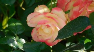 21..09..2025  кмр   (76)