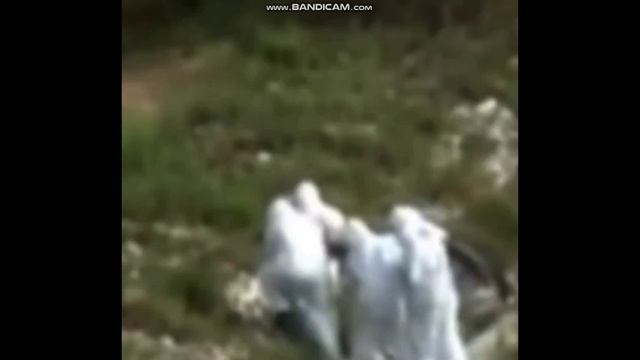 Ужасные монстры, мистика погоста,  летающие чудовища. Самые таинственные наблюдения