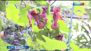 Вести-Томск, выпуск от 23.09.2025 09:30