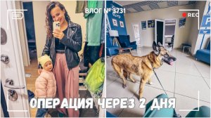 Анализы отличные - операция через два дня! | Зачем мне собака? - ВЛОГ №3731 - 22.09.25