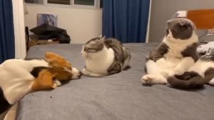 Вась, что он хотел