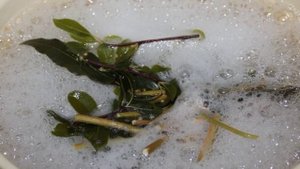 Маринованные белые грибы с корицей