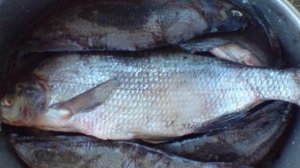 Копченый лещ