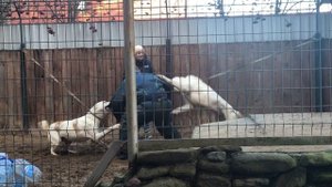Работа на защиту с дрессировщиком. ТК Кириш и ТК Дидар (Крис). #алабай #охранныесобаки #питомник