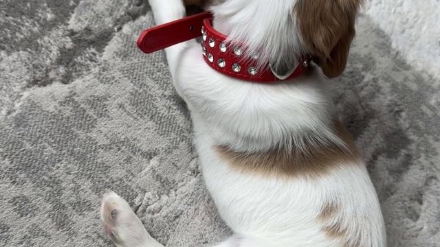 Воспитание щенка в возрасте чуть больше месяца. смотреть онлайн