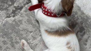 Воспитание щенка в возрасте чуть больше месяца.