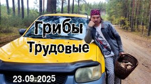 Грибы трудовые. 23.09.2025