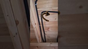 1000035208.mp4 (Собака смотрит на монтаж электропроводки в доме А-фрейм)