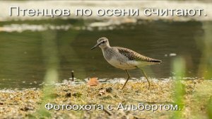 Фотоохота с Альбертом. Птенцов по осени считают.