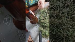 Пихтовое масло своими руками.