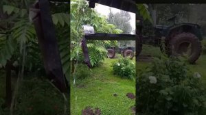 Вести с Таёжной пасеки июль 25.