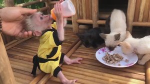 Обезьянка подружилась с Кошками Пригласила к себе на дачу Гуляли всю ночь до утраааа МИЕШНАЯ КУМРАНИ