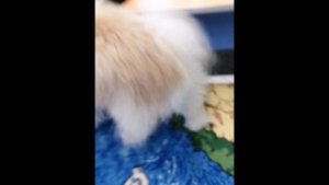 InShot_20250924_085452639.mp4