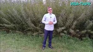 ПОДГОТОВКА ИВОВОЙ ПЛАНТАЦИИ К ОСЕНИ