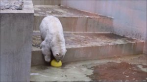 Медвежата выспались и захотели поиграть 24.09.2025