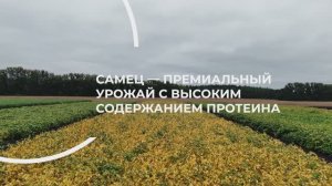 СамЕЦ — не просто сорт, а выгодная технология. Подробности в видео