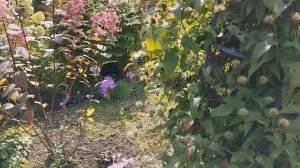 Мой осенний цветник .