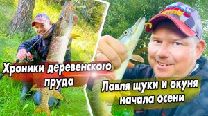 Хроники деревенского пруда | Ловля щуки и окуня начала осени
