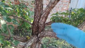 Припахала мужа🤭