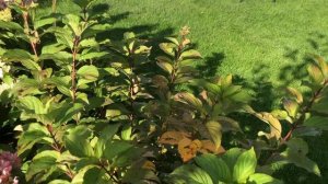 Пересаженные кусты гортензий 24-09-2025