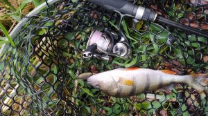 Микро-речка. Начало октября, горбачи