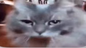 Смешной котик.