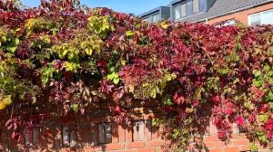 Виноградная осень на улицах Amersfoort!