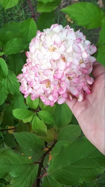 Низкорослые метельчатые гортензии в конце сентября.