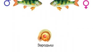 Развитие организма из зиготы