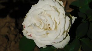 22==09==2025  ПВН  КМР   (118)