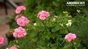 🏡Как правильно забрать растения с дачи домой