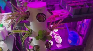 Эксперимент с гидропоникой продолжается.