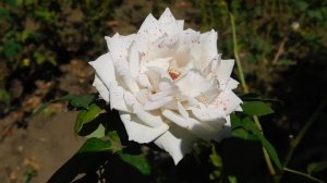 22==09==2025  ПВН  КМР   (83)