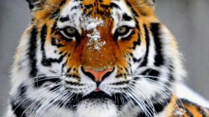 Умные Мысли 2