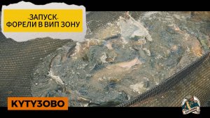 запуск форели 24.09