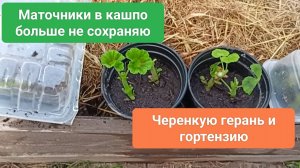 Маточники больше не сохраняю.Черенкую герань и гортензию