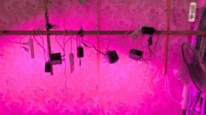 Выращивание томатов в ведрах зимой в доме