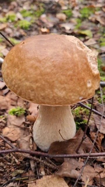 Это моя поляна. БЕЛЫЕ ГРИБЫ ДОРОГАМИ. Поход в лес за грибами. смотреть онлайн