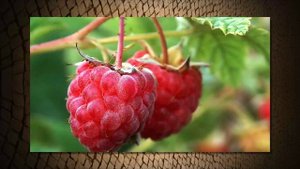 Anima Infinity - Relique