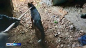 Пожар в зоопарке и спасение дворняги: сводка происшествий по Кузбассу