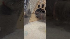 Британские котята в возрасте 4 недели